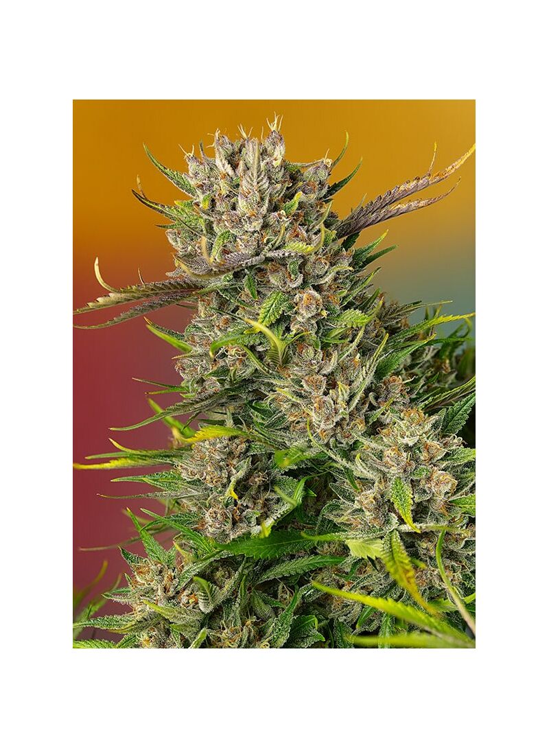 Papaya Zoap Auto, Фасовка: 5+2